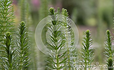 Mare’s-tail Hippuris vulgaris, plants in water Stock Photo